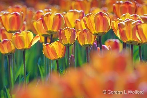 Orange Tulips_53220.jpg - Photographed at Ottawa, Ontario - the capital of Canada.